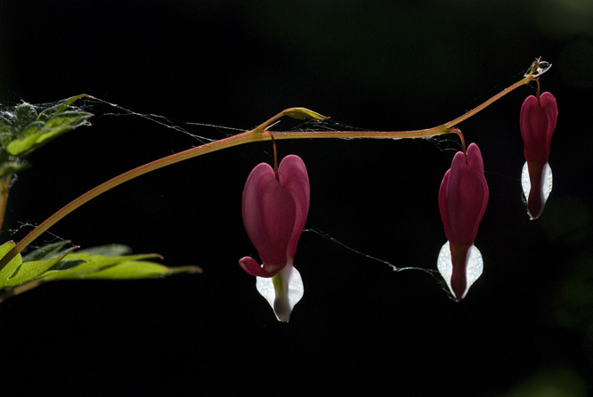 Dicentra spectabilis