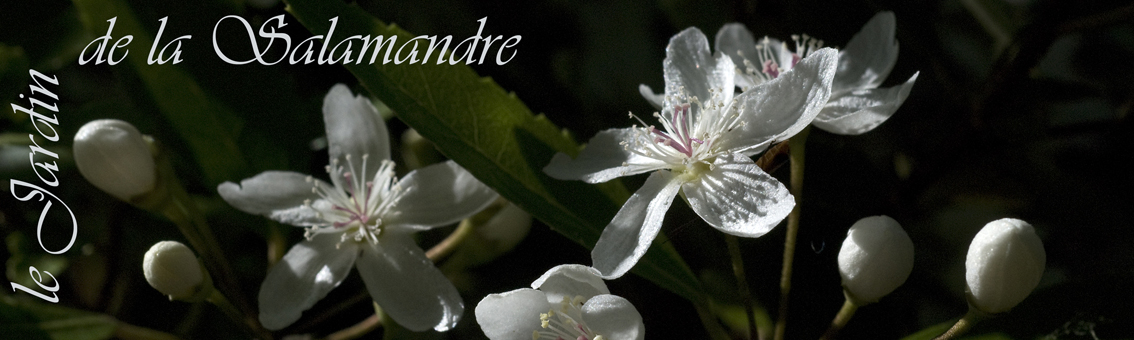 banniere Hoheria sexstylosa 'Stardust' au Jardin de la Salamandre