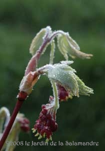 acer_japonicum