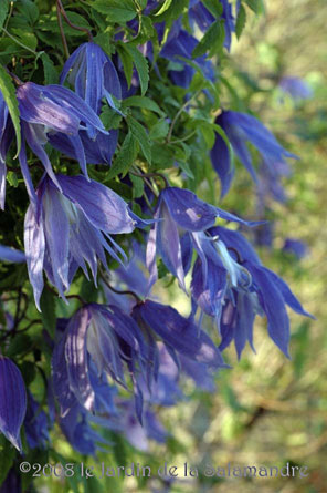 Atragene alpina au jardin de la Salamandre en Dordogne