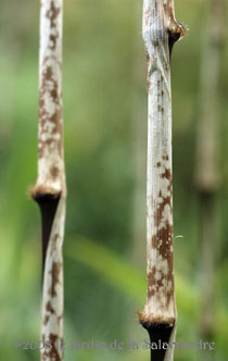 Chimonobambusa 'Marmorea' au Jardin de la Salamandre en Dordogne