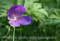 geranium_nimbus