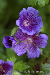 Geranium 'Vital' au Jardin de la Salamandre en Dordogne