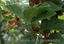 Lonicera involucrata var. 'Ledebouri' au Jardin de la Salamandre en Dordogne