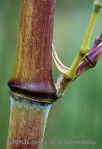 Phyllostachys aureosulcata 'Spectabilis' au Jardin de la Salamandre en Dordogne