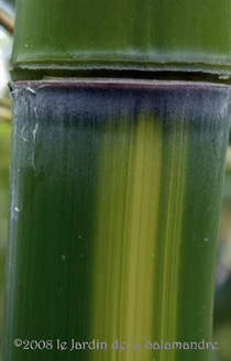 Phyllostachys vivax 'Huangwenzhu' au Jardin de la Salamandre en Dordogne