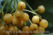 Viburnum opulus 'Xanthocarpum' au Jardin de la Salamandre en Dordogne