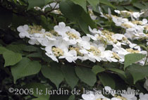 Viburnum plicatum 'Lanarth' au Jardin de la Salamandre en Dordogne