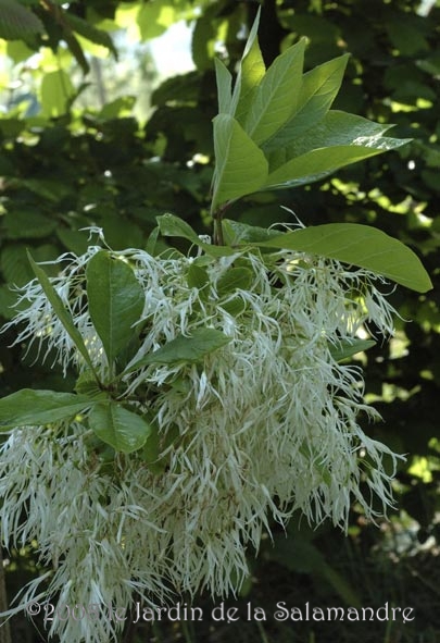 Chionanthus virginicus au Jardin de la Salamandre en Dordogne