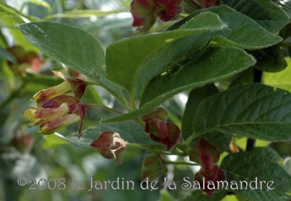 Lonicera involucrata 'Ledebouri'au Jardin de la Salamandre en Dordogne