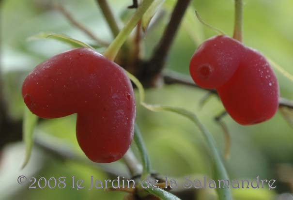 Lonicera standishii au Jardin de la Salamandre en Dordogne