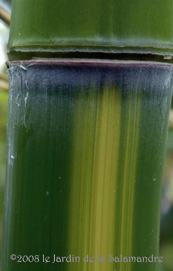 Phyllostachys vivax 'Huangwenzhu' au Jardin de la Salamandre en Dordogne