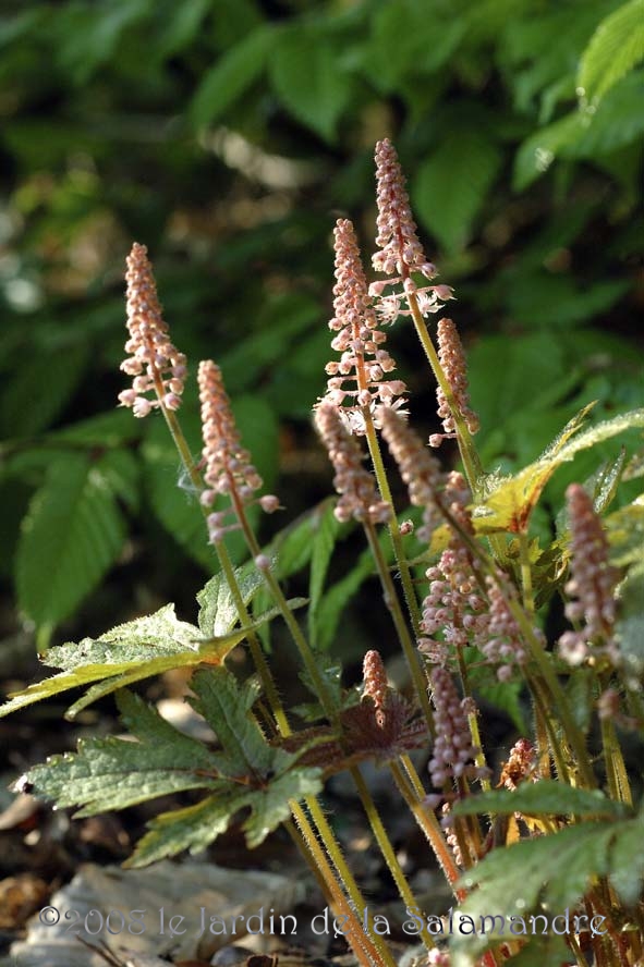 Tiarella pink 'Skyrocket' au Jardin de la Salamandre en Dordogne