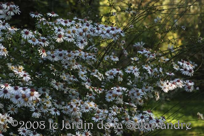 Aster 'Chloé' au Jardin de la Salamandre en Dordogne