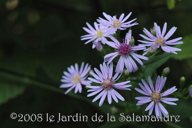 Aster coombe 'Fishacre' au Jardin de la Salamandre en Dordogne