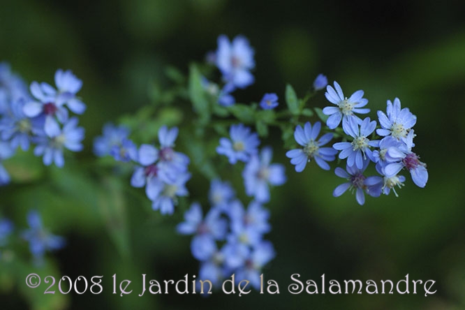 Aster cordifolius 'Ideal'  au Jardin de la Salamandre en Dordogne