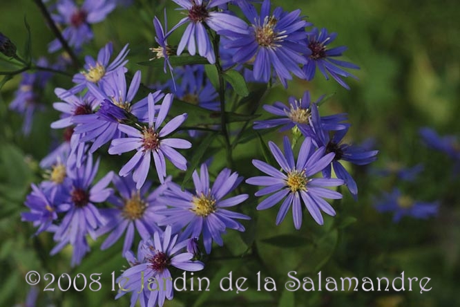 Aster cordifolius 'Little Carlow' au Jardin de la Salamandre en Dordogne