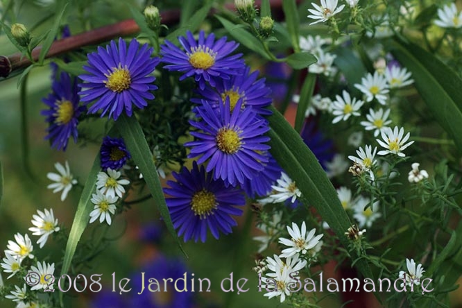 Aster ericoides 'Blue Star' et aster pringlei 'Monte Cassino'au Jardin de la Salamandre en Dordogne 
