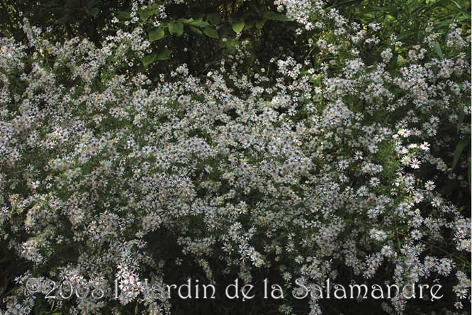 Aster ericoides 'Pink Cloud' au Jardin de la Salamandre en Dordogne