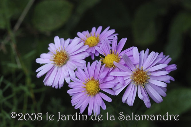 Aster ericoides 'Pink Star' au Jardin de la Salamandre en Dordogne