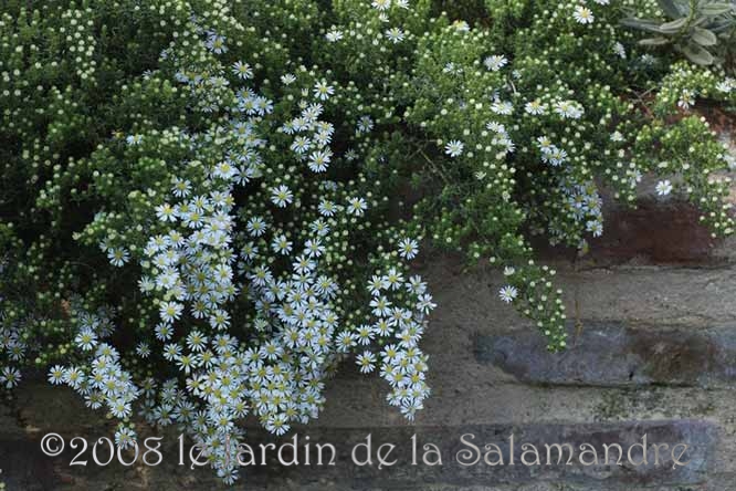 Aster ericoides f. prostratus 'Snow Flurry' (=Connecticut) au Jardin de la Salamandre en Dordogne