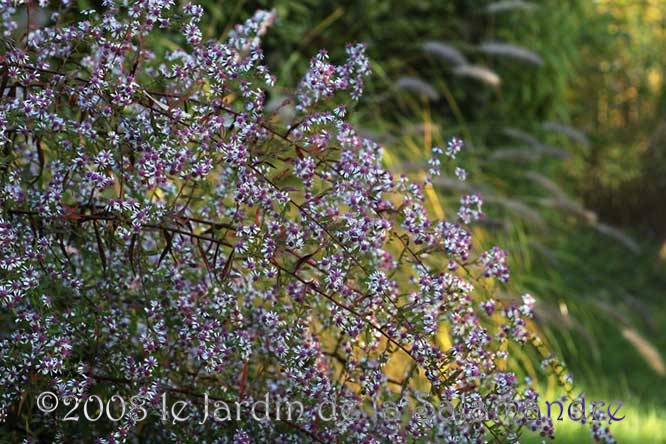 Aster laterifolius 'Lady in Black' au Jardin de la Salamandre en Dordogne