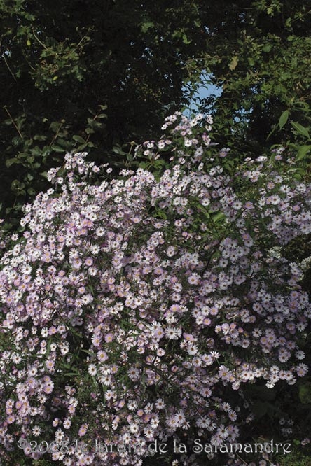 Aster 'Les Moutiers' au Jardin de la Salamandre en Dordogne