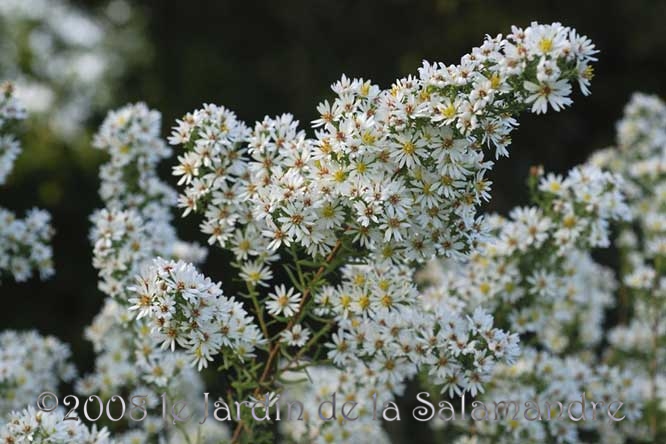 Aster pringlei 'Monte Cassino' au Jardin de la Salamandre en Dordogne