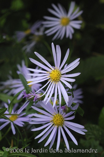 Aster pyrenaeus 'Lutetia' au Jardin de la Salamandre en Dordogne