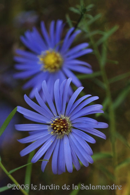 Aster turbinellus au Jardin de la Salamandre en Dordogne