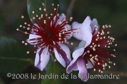 Acca sellowianana au Jardin de la Salamandre en Dordogne
