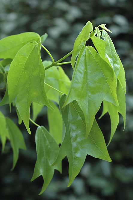 Acer buergerianum au Jardin de la Salamandre en Dordogne