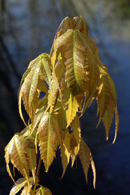 Acer elegantulum 2au Jardin de la Salamandre en Dordogne