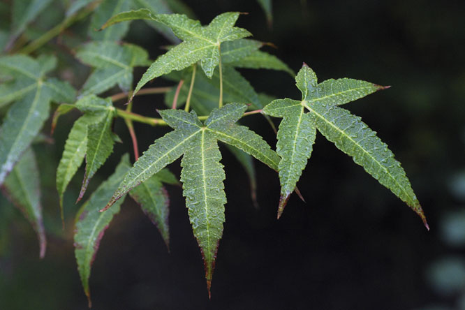 Acer elegantulum au Jardin de la Salamandre  en Dordogne