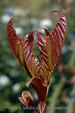 Acer grosseri au Jardin de la Salamandre en Dordogne