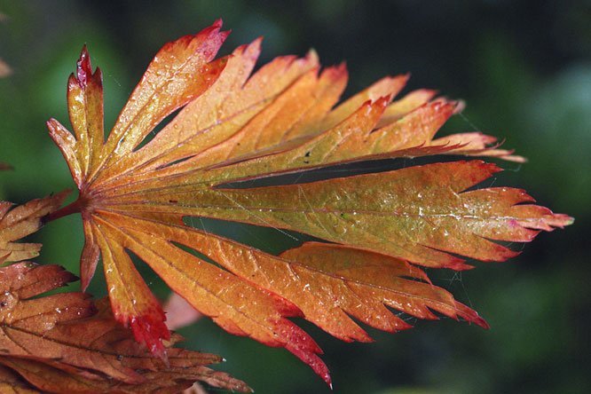 Acer japonicum 'Aconitifolium'   au Jardin de la Salamandre en Dordogne