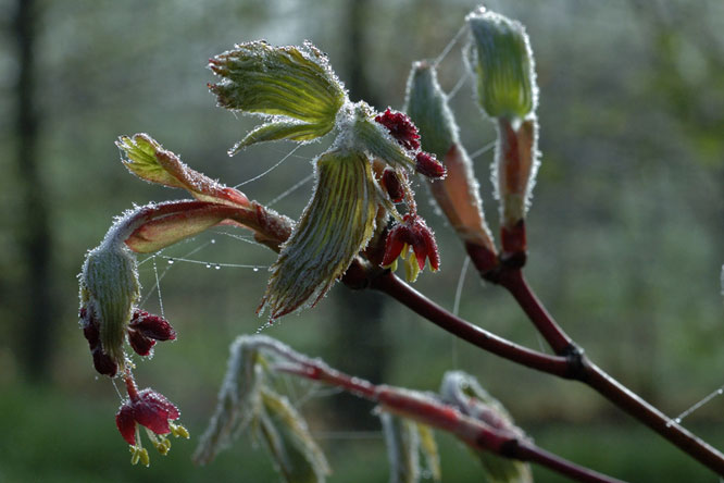 Acer japonicum 'Aconitifolium' en automne au Jardin de la Salamandre en Dordogne