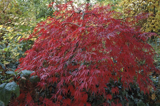 Acer palmatum 'Garnet' au Jardin de la Salamandre en Dordogne