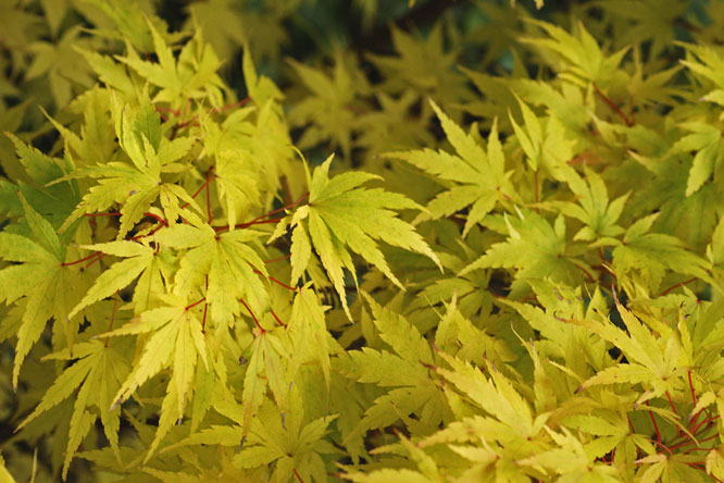 Acer palmatum 'Sengo Kaku' en automne au Jardin de la Salamandre en Dordogne