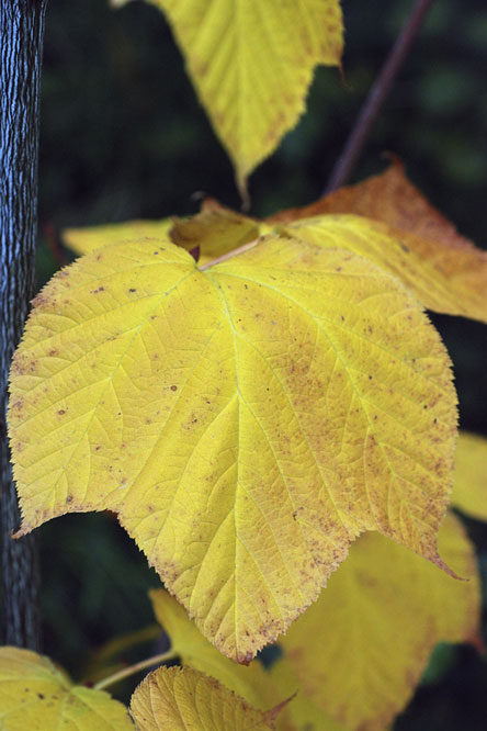 Acer pennsylvanicum au Jardin de la Salamandre en Dordogne