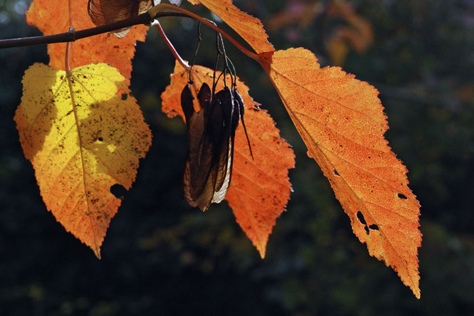 Acer tataricum ssp. ginnala au Jardin de la Salamandre en Dordogne