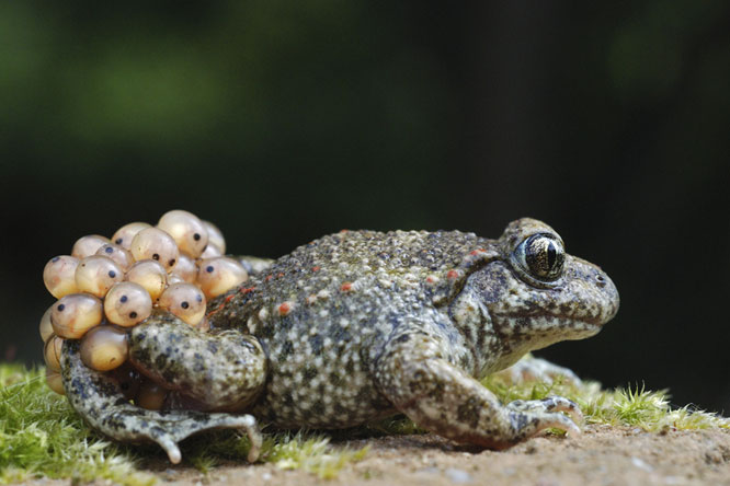 Crapaud accoucheur (Alytes obstetricans) au Jardin de la Salamandre en Dordogne