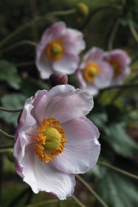 Anemone 'September Charm' au Jardin de la Salamandre en Dordogne