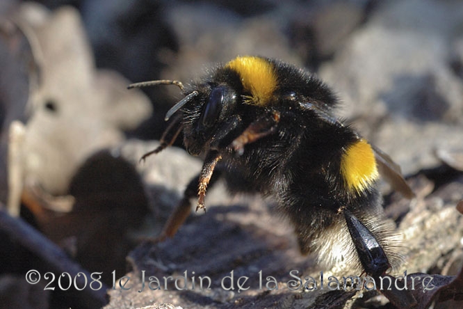 Bourdon terrestre (Bombus terrestris) au Jardin de la Salamandre en Dordogne