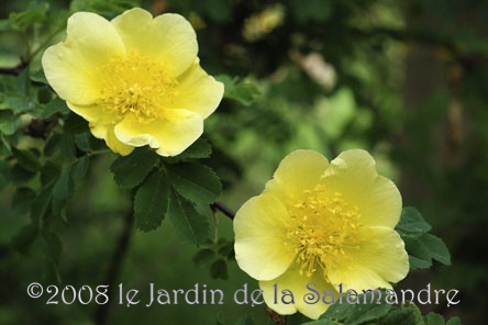 Rose 'Canary Bird' au Jardin de la Salamandre en Dordogne