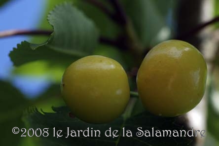 Cerises 'Trompe-Geai' au Jardin de la Salamandre en Dordogne