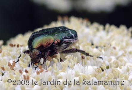 Cétoine dorée (Cetonia aurata) au Jardin de la Salamandre en Dordogne