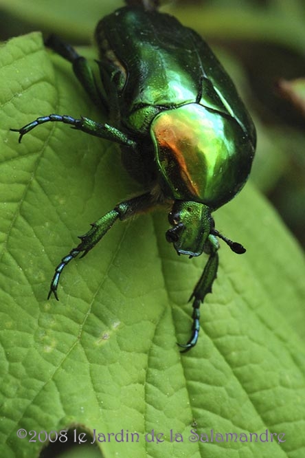 Cetoine dorée (Cetonia aeruginosa) au Jardin de la Salamandre en Dordogne