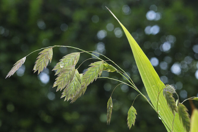 Chasmanthium latifolium au Jardin de la Salamandre en Dordogne