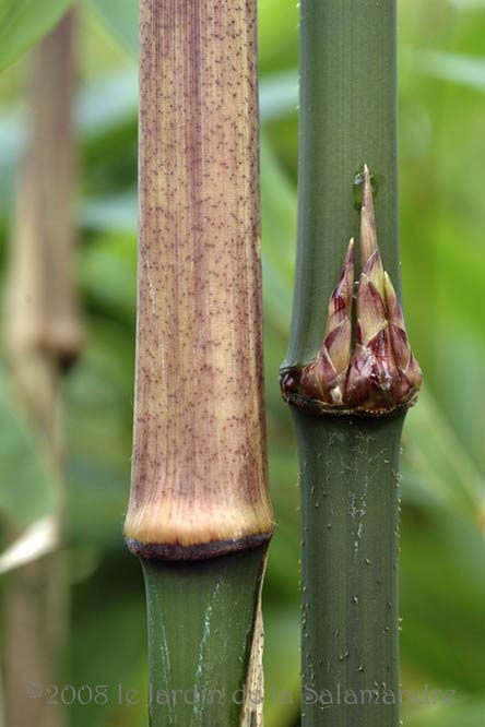 Chimonobambusa quadrangularis au Jardin de la Salamandre en Dordogne